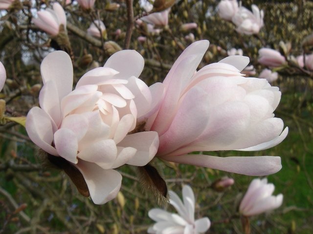 Magnolia stellata 'Rosea King'